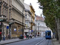 Zrinjevac, drvored platana